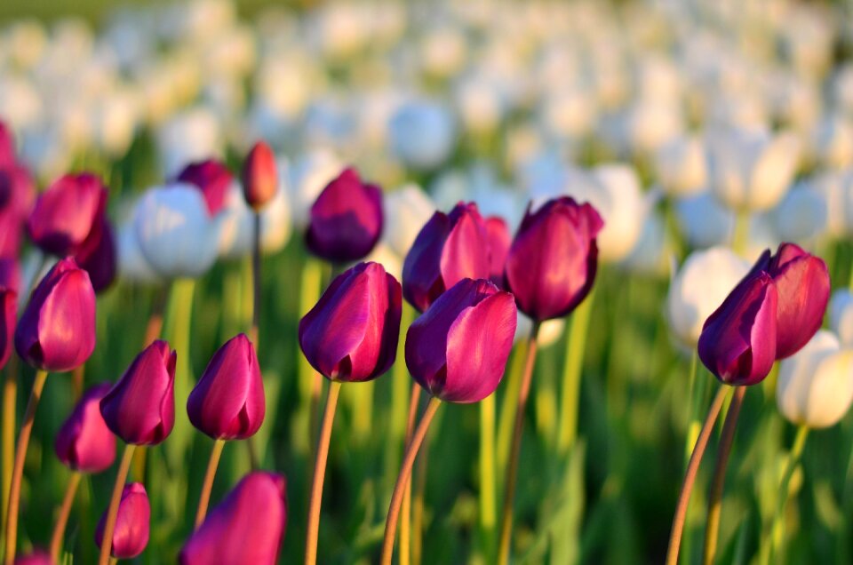 Vivid color nature close-up