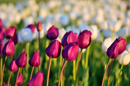 Vivid color nature close-up