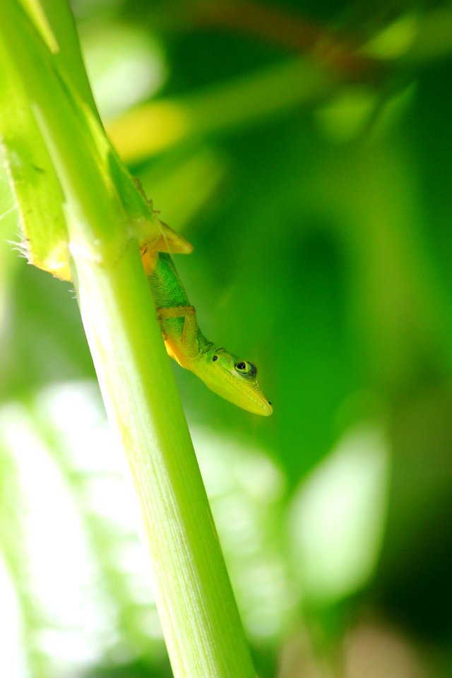 Martinique, Lizard