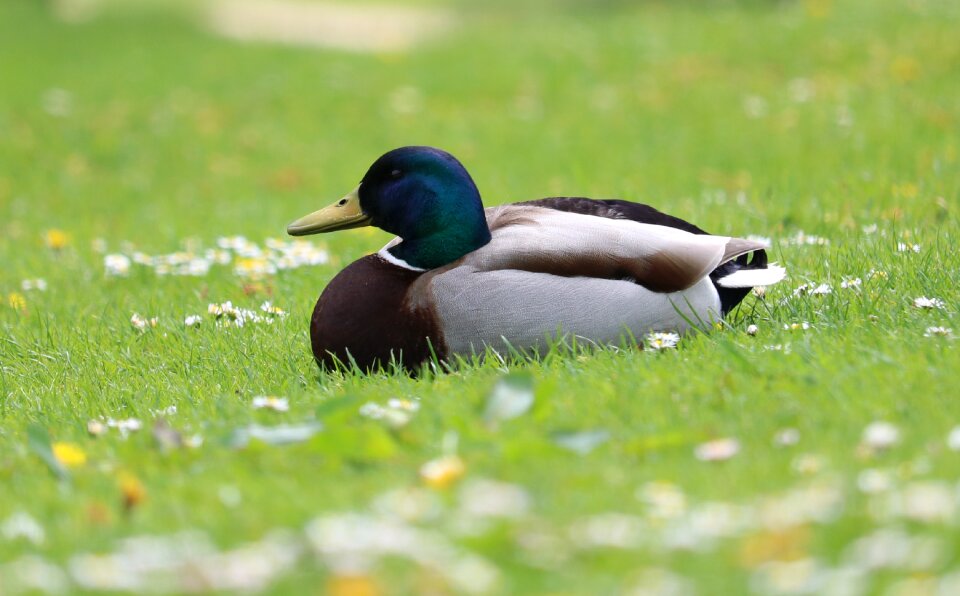 Flowers bird waterfowl photo