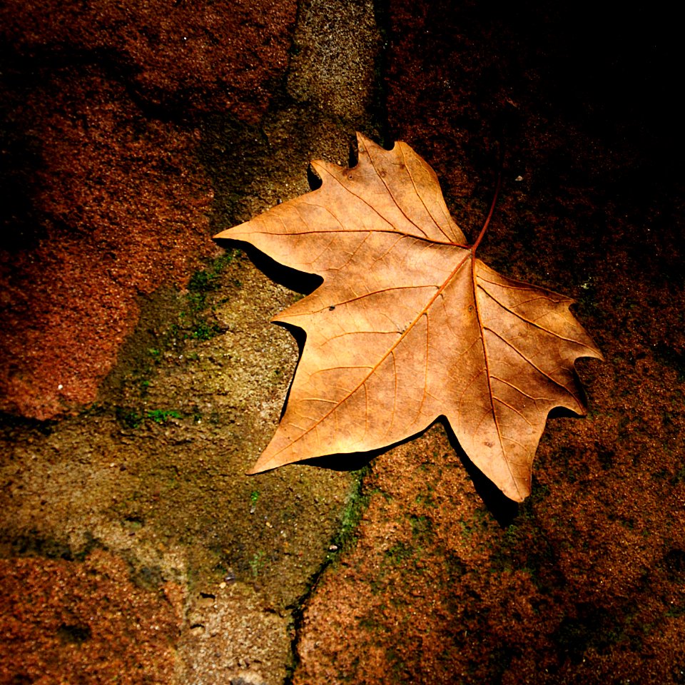 Grunge, Fall, Forest