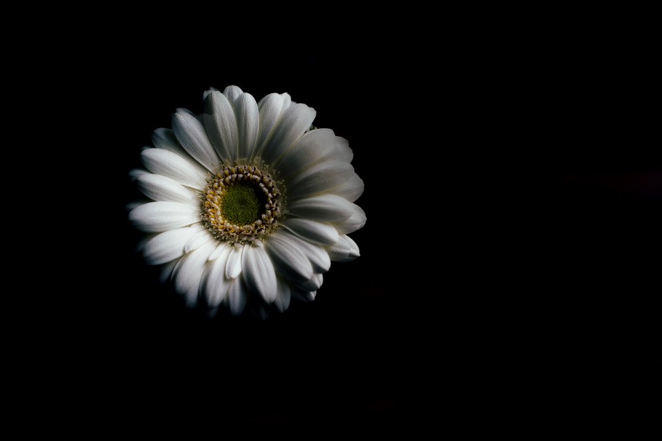 white daisy flower