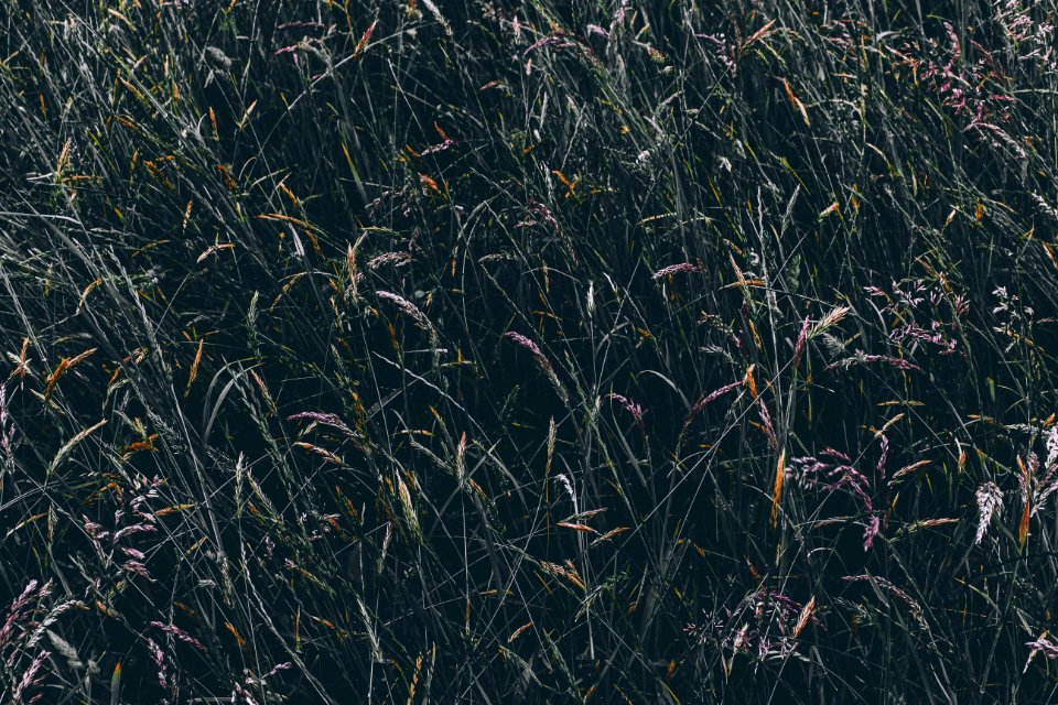 areal view of green leafed grass