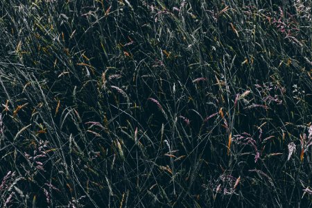 areal view of green leafed grass
