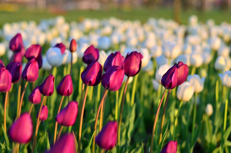 Vivid color nature close-up