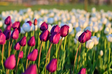 Vivid color nature close-up