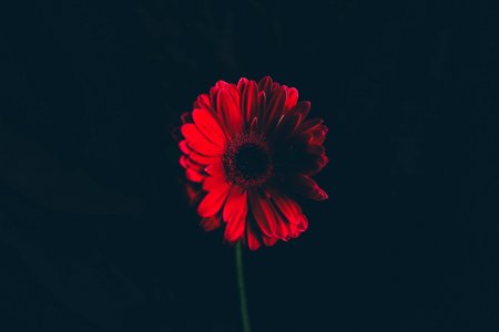 red flower in shallow focus lens