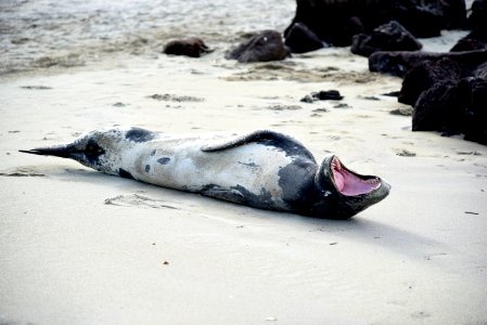 white and black animal lying on white sand during day time photo