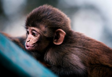 macro photography of brown monkey photo