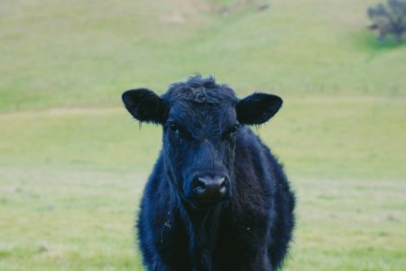 closeup photo of black cow calf photo
