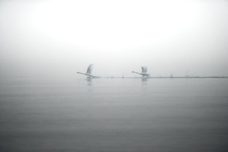 two white birds on body of water photo