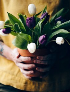 person holding purple and white tulips photo