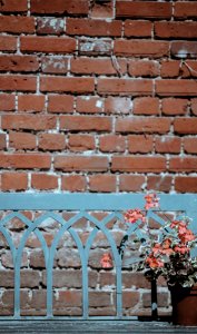 flowers beside fence