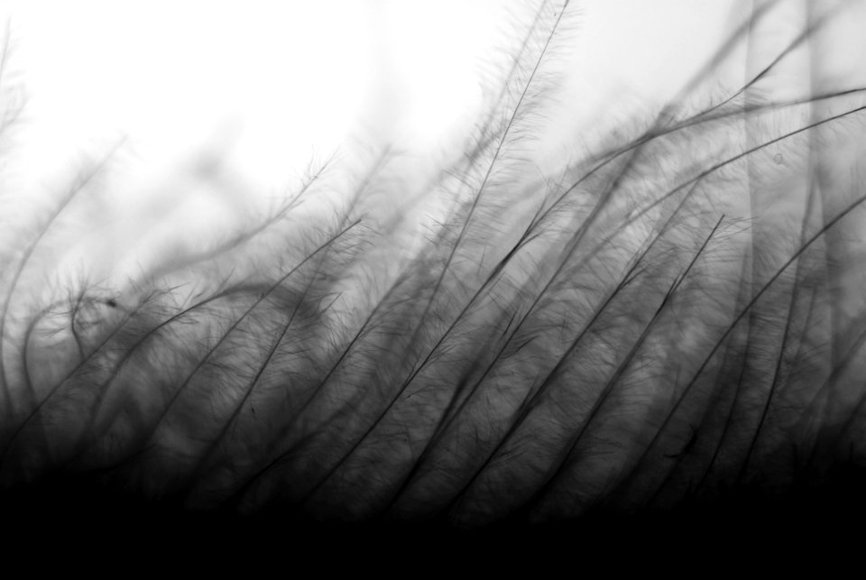 grayscale photography of grass field photo