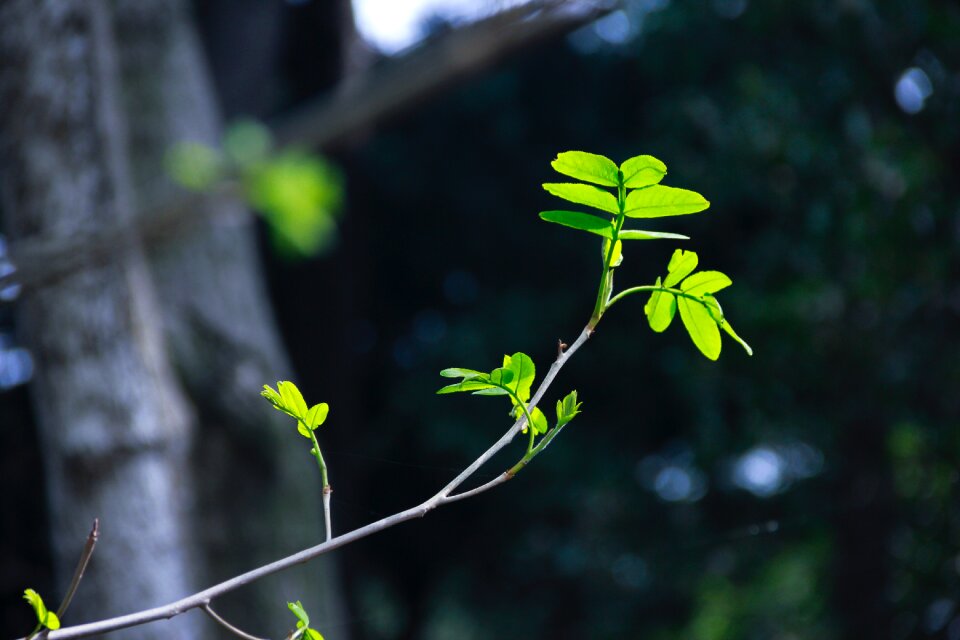 Green leaf plant light and shadow