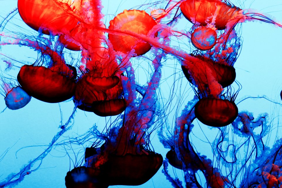 Monterey, United states
