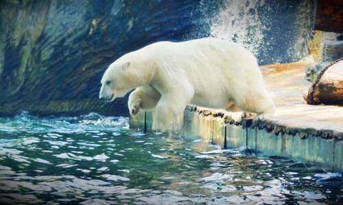 Nature animals zoo