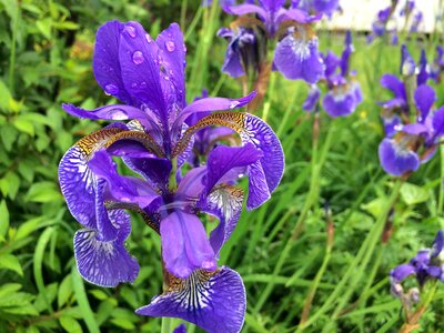 Spring floral gardening