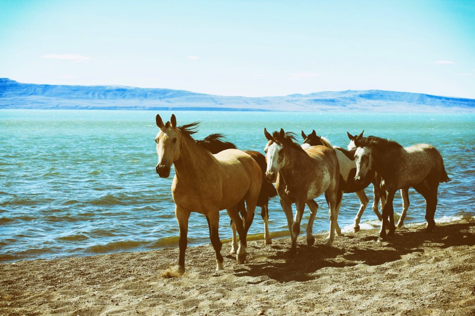 El calafate, Beach, Patagonia