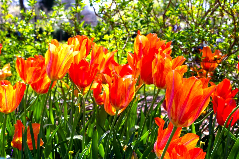 Nature, Dallas arboretum, Botanical garden