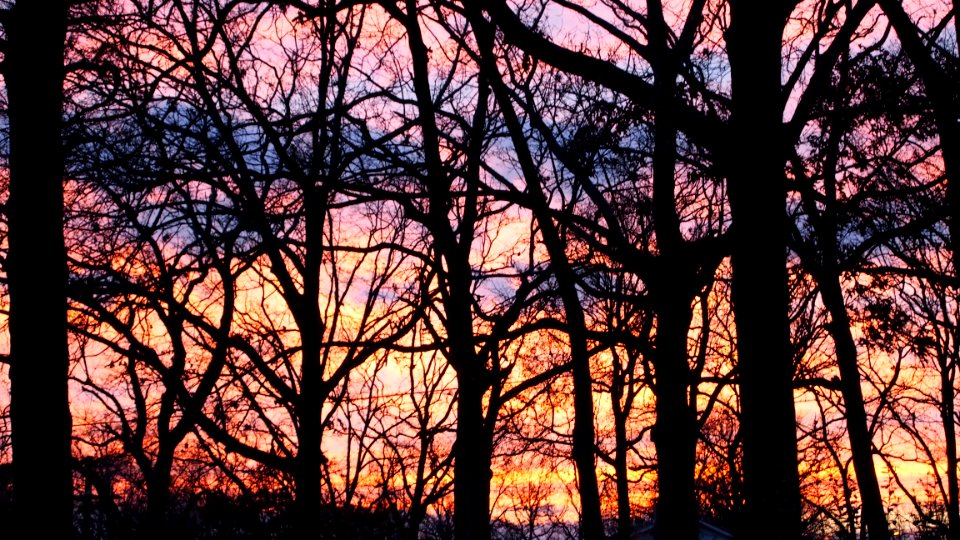 Trees, Sunset photo
