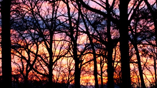 Trees, Sunset photo