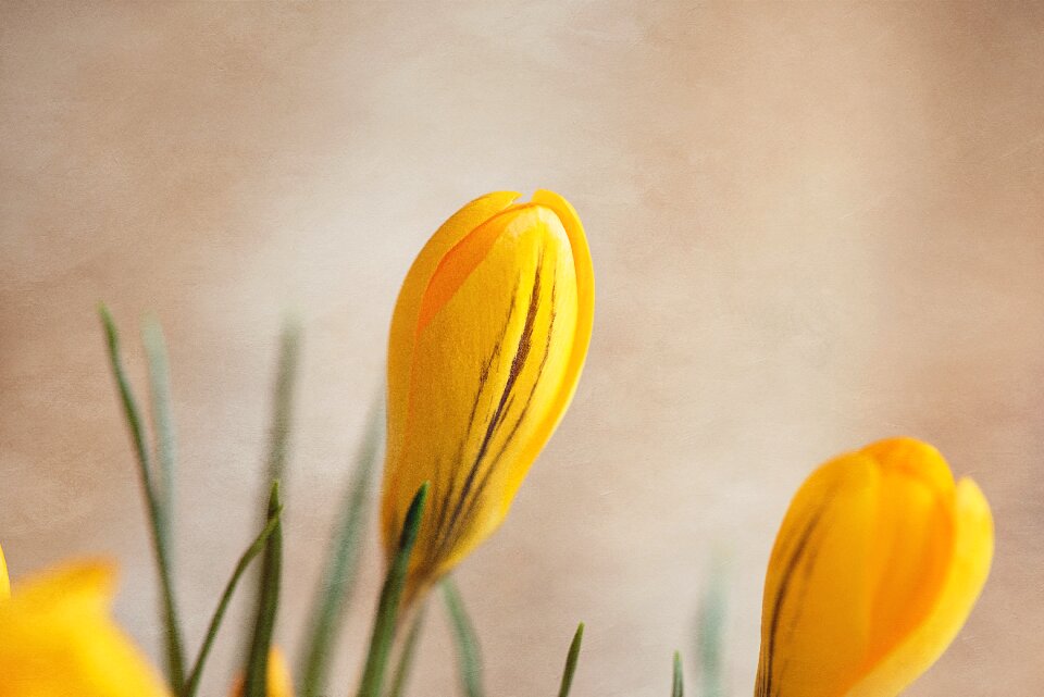Bloom closed flower yellow