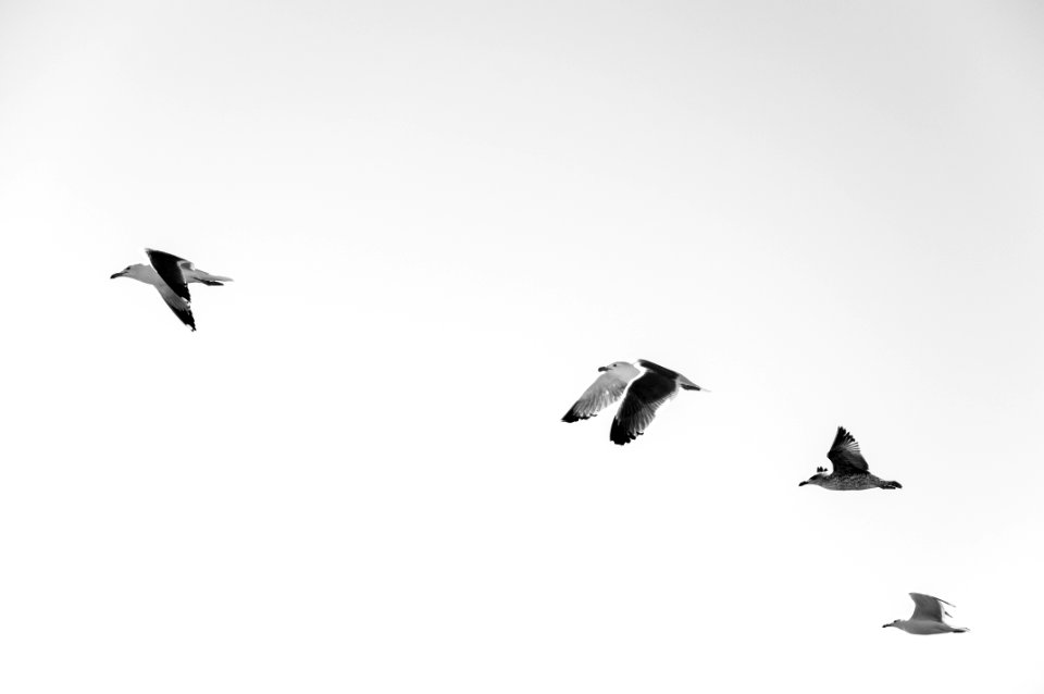 four white-and-black seagulls flying at daytime
