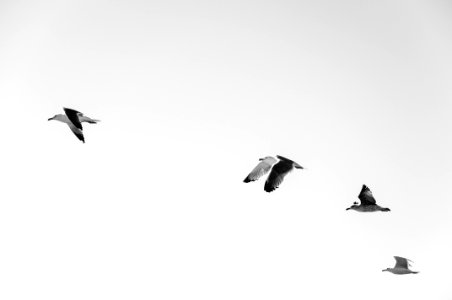 four white-and-black seagulls flying at daytime