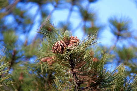 Trees, Macro, Pine tree photo