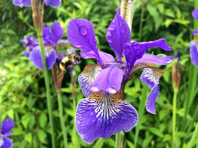 Spring floral gardening