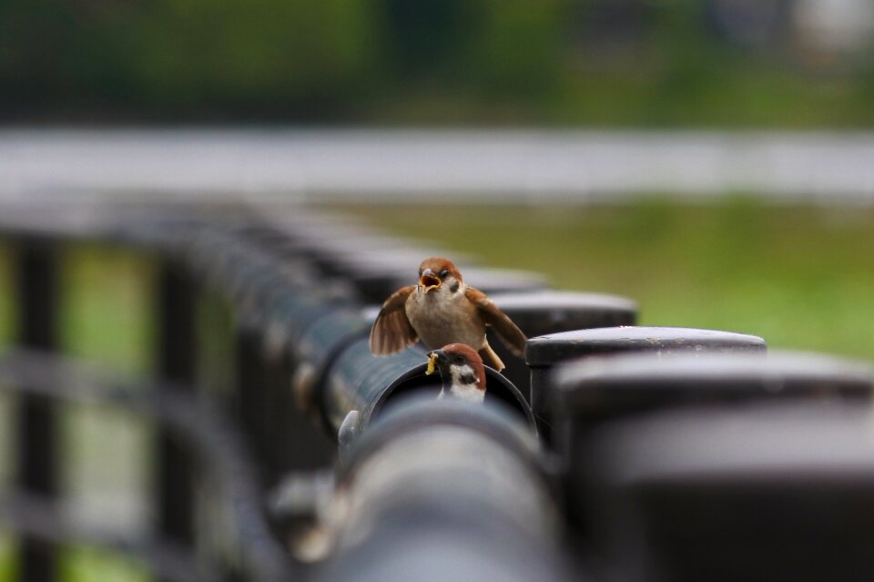 Wild birds wild animal natural