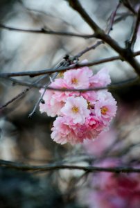 closeup photo of pink petaled flower photo