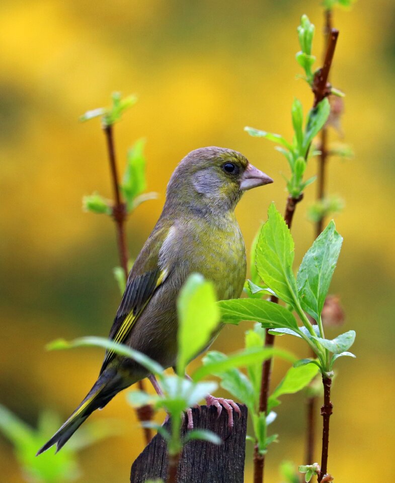 Bird colours colourful