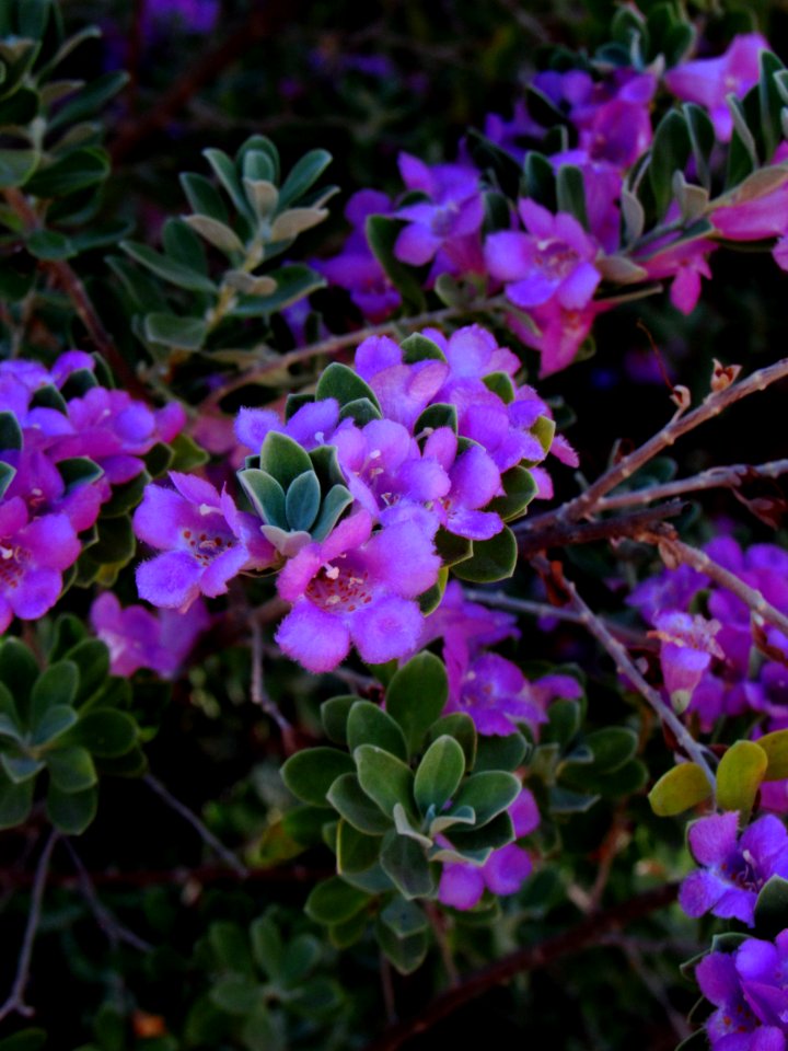 Leaves, Spring, Nature