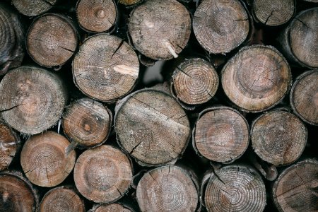 brown wood logs photo