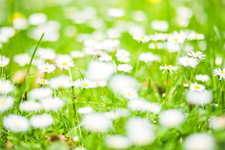 Flora flowers grass