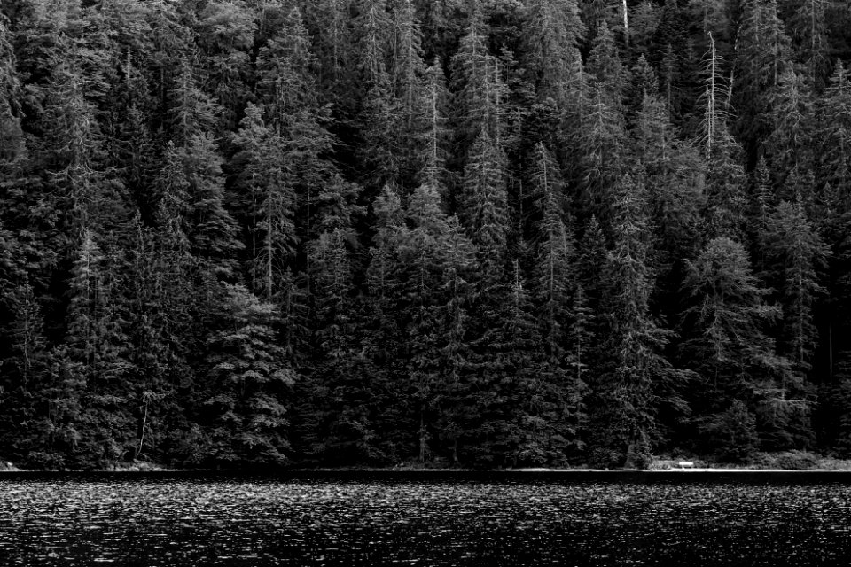 grayscale photo of trees near river