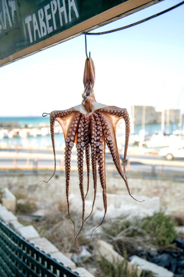 brown octopus
