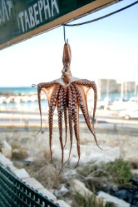 brown octopus photo