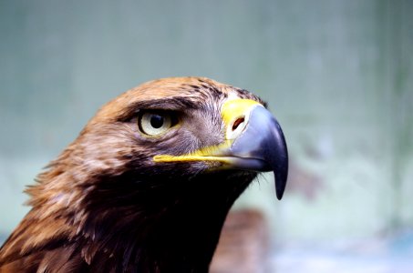 wildlife photography of bird