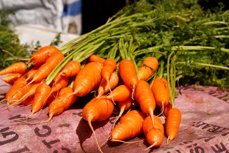 Vegetable carrot outdoor
