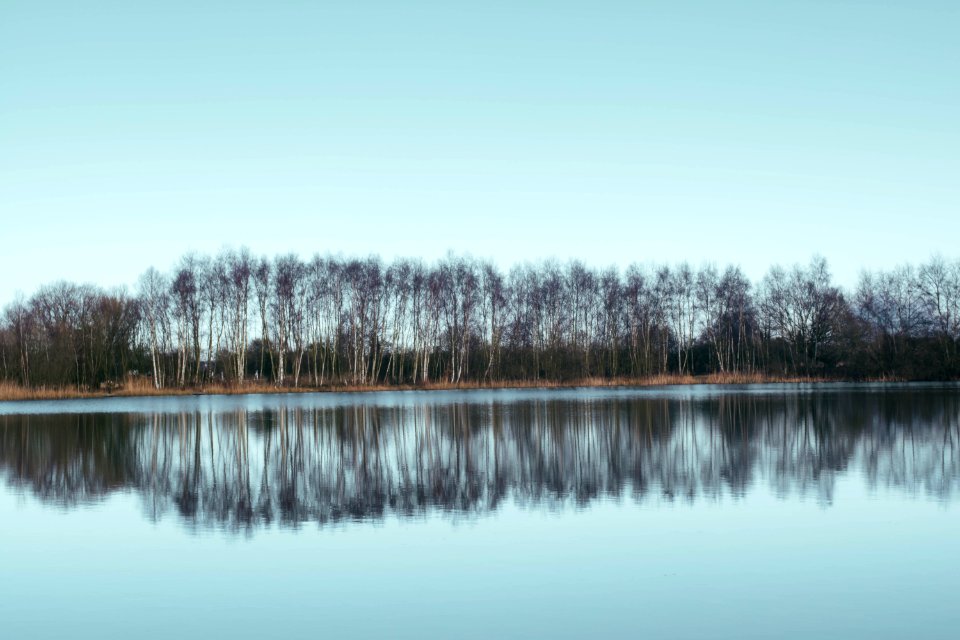 line of trees near body of water