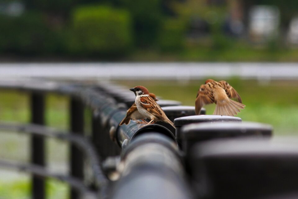 Wild birds wild animal natural