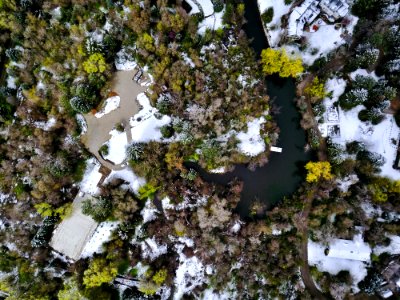 aerial view of village surrounded with trees photo