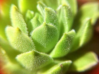 Green leaf leaves nature photo