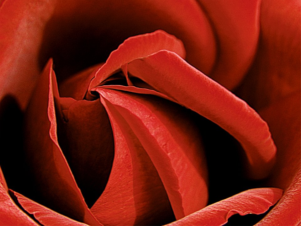 Flower, Love, Red