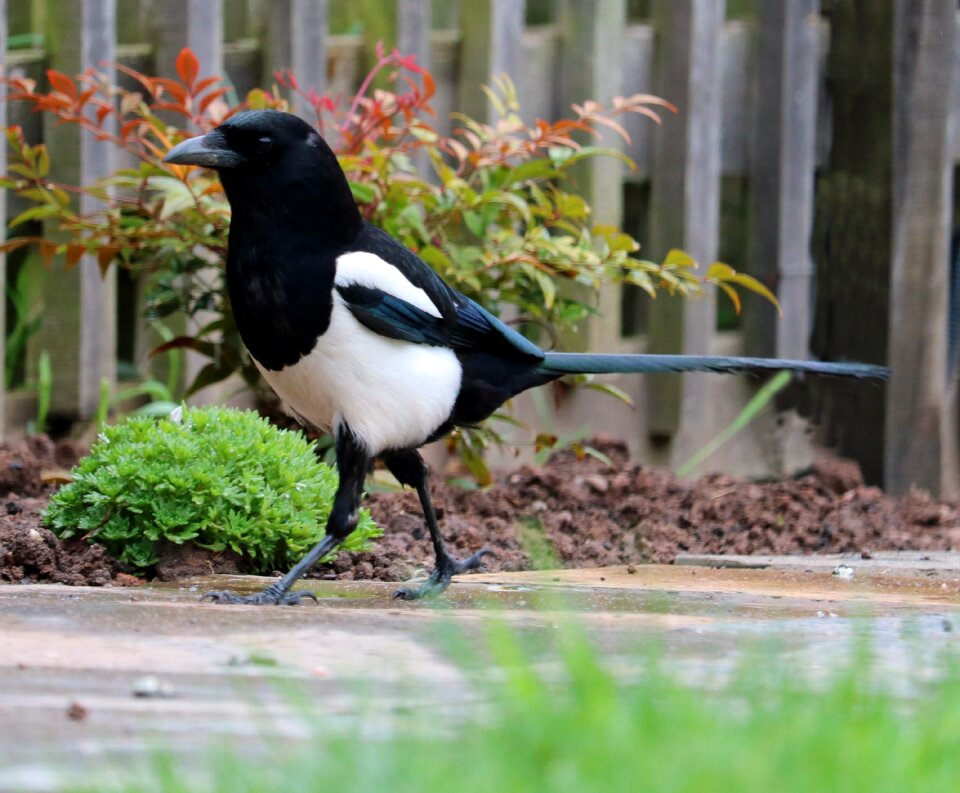 Magpie bird black and white