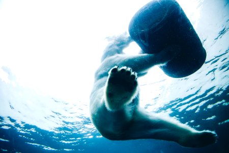 bear on body of water photo