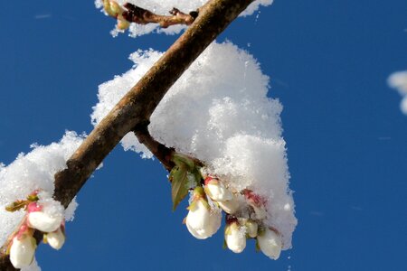 Spring branch snow photo